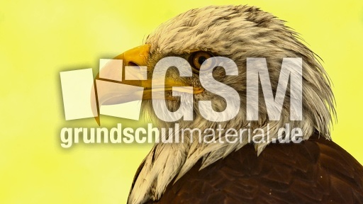 Weißkopf-Seeadler (09).jpg